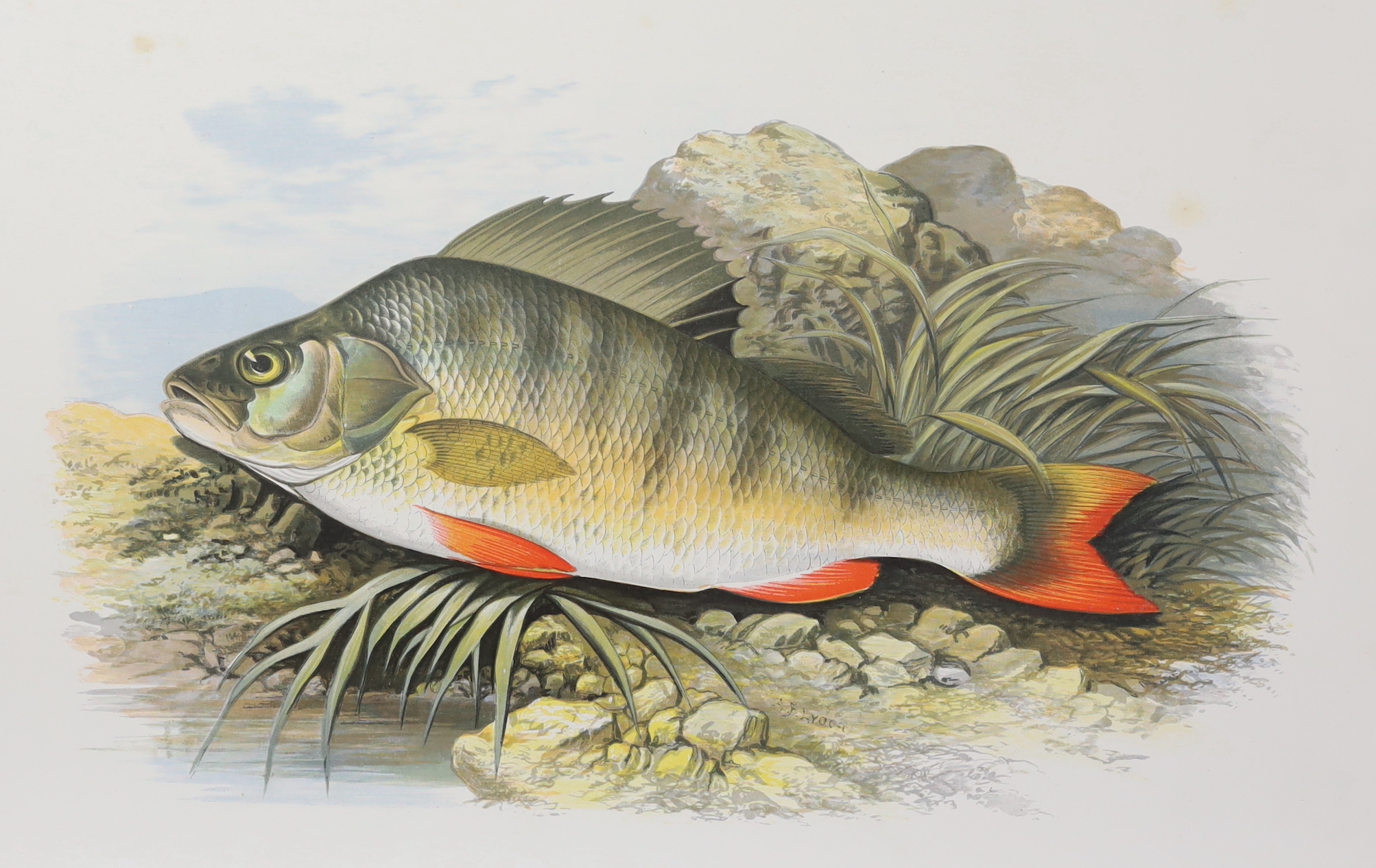 Houghton, Rev. William - British Freshwater Fishes, 2 vols. 41 coloured plates (with guards); publisher's gilt and blind pictorial leather cloth, ge., roy. 4to. (1879)